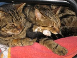Robbin and Bobbin 2011